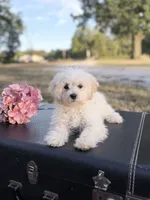 Kaiser, a male Maltipoo for sale in Mount Vernon, IL – 1 of 9