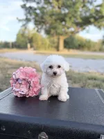 Meadow, a female Bichon Frise for sale in Mount Vernon, IL – 2 of 4
