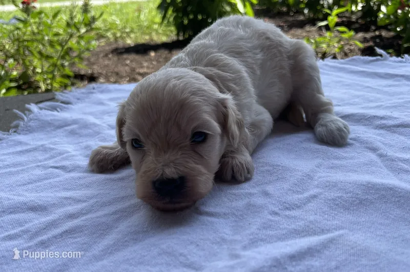 Kittie – Maltipoo puppy for sale in Mount Vernon, IL