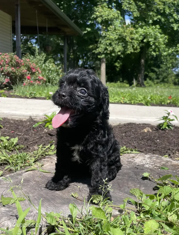 Jackson – Cavapoo puppy for sale in Mount Vernon, IL
