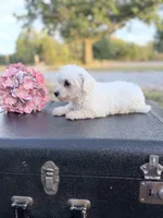 Mandie, a female Bichon Frise for sale in Mount Vernon, IL – 3 of 4