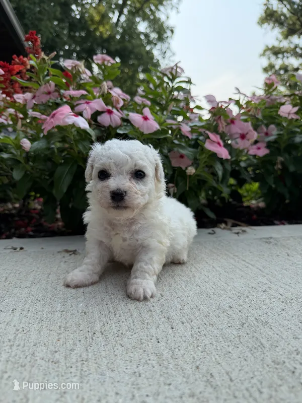 Molly – Bichon Frise puppy for sale in Mount Vernon, IL
