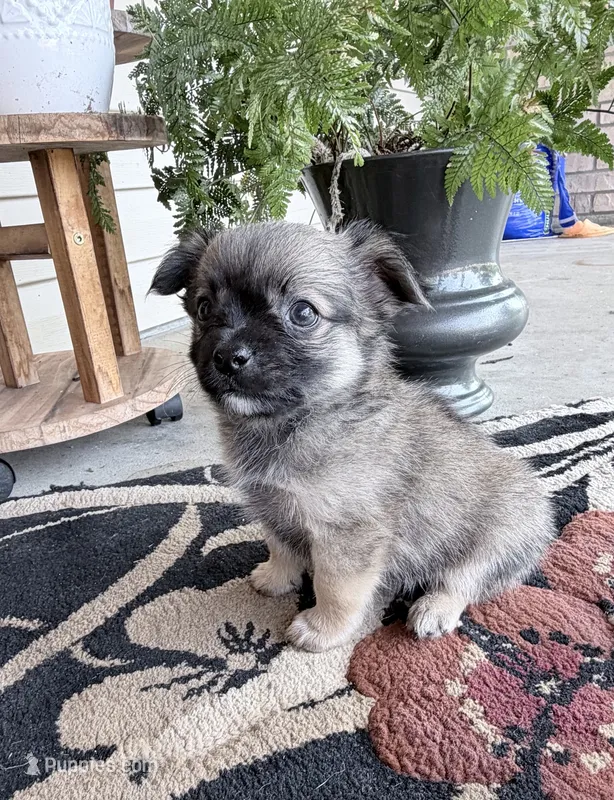 Lance – Chihuahua puppy for sale in Mount Vernon, IL