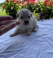 Kirby, a male Maltipoo for sale in Mount Vernon, IL – 1 of 2