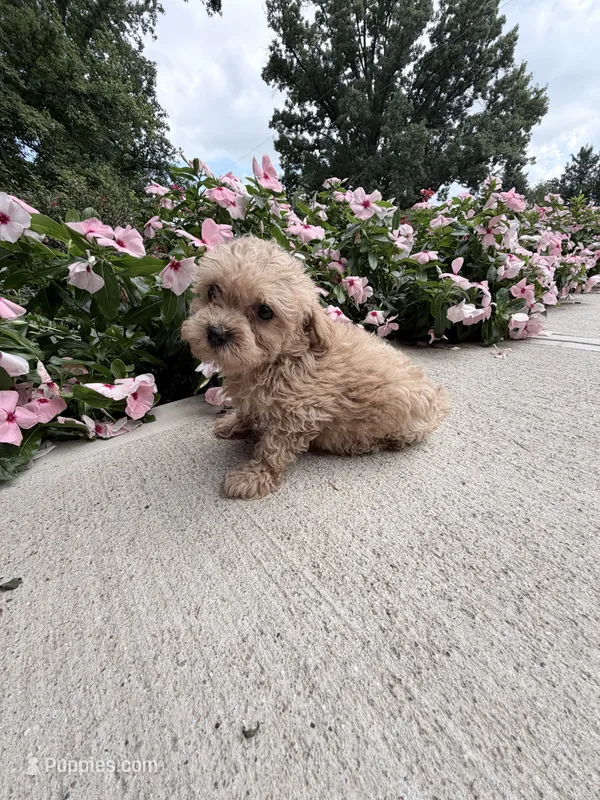 Katie – Maltipoo puppy for sale in Mount Vernon, IL
