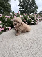 Katie, a female Maltipoo for sale in Mount Vernon, IL – 1 of 6