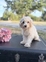 Kirby, a male Maltipoo for sale in Mount Vernon, IL – 3 of 10