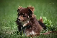 Luna, a female Chihuahua for sale in Mount Vernon, IL – 6 of 7