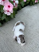 Luna, a female Chihuahua for sale in Mount Vernon, IL – 4 of 7