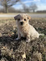 Charlie, a male Maltipoo for sale in Mount Vernon, IL – Photo 1 of 3