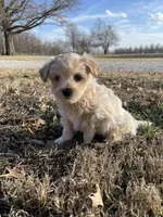 Charlie, a male Maltipoo for sale in Mount Vernon, IL – Photo 2 of 3
