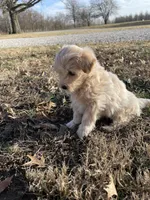 Charlie, a male Maltipoo for sale in Mount Vernon, IL – Photo 3 of 3
