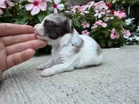 Luna, a female Chihuahua for sale in Mount Vernon, IL – 1 of 7