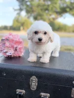 Misty, a female Bichon Frise for sale in Mount Vernon, IL – 3 of 3