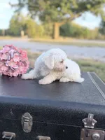 Mandie, a female Bichon Frise for sale in Mount Vernon, IL – 4 of 4