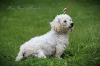Molly, a female Bichon Frise for sale in Mount Vernon, IL – 4 of 4