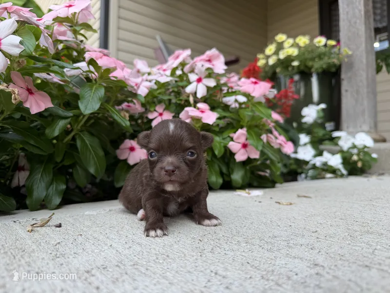 Lexie – Chihuahua puppy for sale in Mount Vernon, IL
