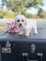 Moon, a female Bichon Frise for sale in Mount Vernon, IL – 3 of 3
