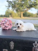 Mandie, a female Bichon Frise for sale in Mount Vernon, IL – 2 of 4