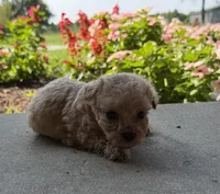 Katie, a female Maltipoo for sale in Mount Vernon, IL – 3 of 6