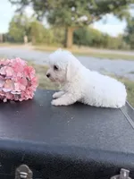Mason, a male Bichon Frise for sale in Mount Vernon, IL – 4 of 5