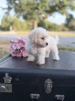 Moon, a female Bichon Frise for sale in Mount Vernon, IL – 2 of 3