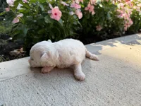 Montey, a male Bichon Frise for sale in Mount Vernon, IL – 2 of 4