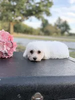 Mason, a male Bichon Frise for sale in Mount Vernon, IL – 5 of 5