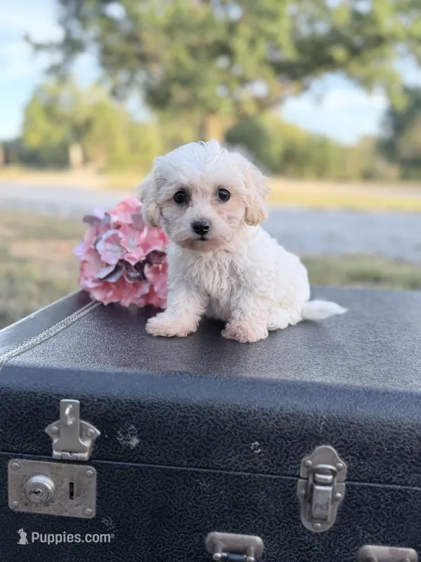 Moon – Bichon Frise puppy for sale in Mount Vernon, IL