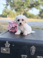 Moon, a female Bichon Frise for sale in Mount Vernon, IL – 1 of 3