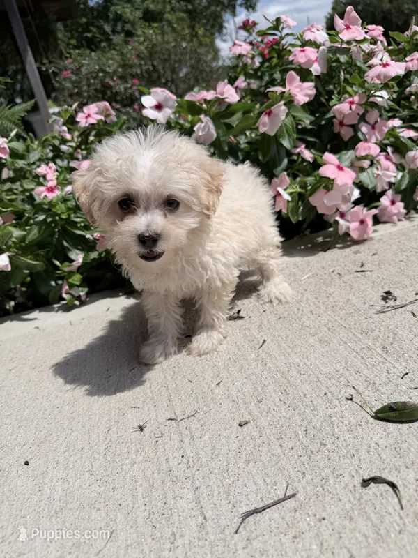 Kaiser – Maltipoo puppy for sale in Mount Vernon, IL