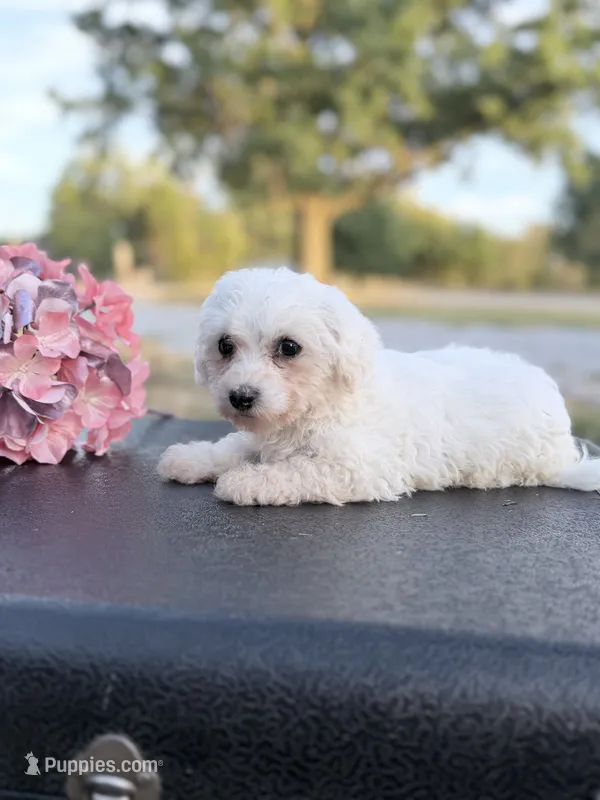 Mandie – Bichon Frise puppy for sale in Mount Vernon, IL