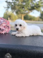 Mandie, a female Bichon Frise for sale in Mount Vernon, IL – 1 of 4