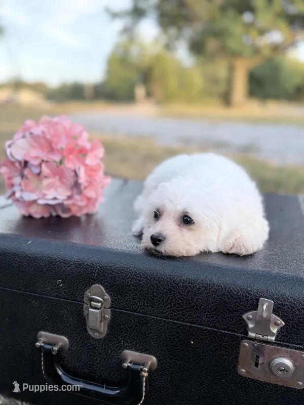 Mason – Bichon Frise puppy for sale in Mount Vernon, IL