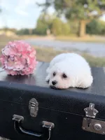Mason, a male Bichon Frise for sale in Mount Vernon, IL – 1 of 5