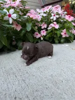 Lexie, a female Chihuahua for sale in Mount Vernon, IL – 2 of 6