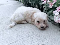 Kip, a male Maltipoo for sale in Mount Vernon, IL – 3 of 7