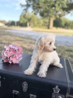 Kirby, a male Maltipoo for sale in Mount Vernon, IL – 2 of 10