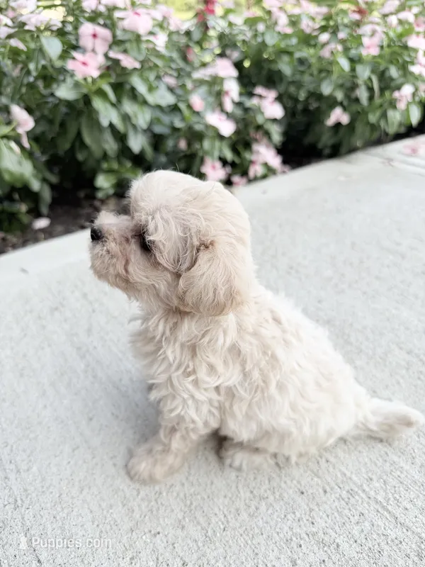 Kirby – Maltipoo puppy for sale in Mount Vernon, IL