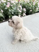 Kirby, a male Maltipoo for sale in Mount Vernon, IL – 2 of 7