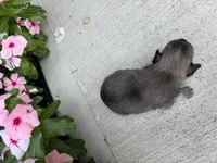Lance, a male Chihuahua for sale in Mount Vernon, IL – 3 of 7