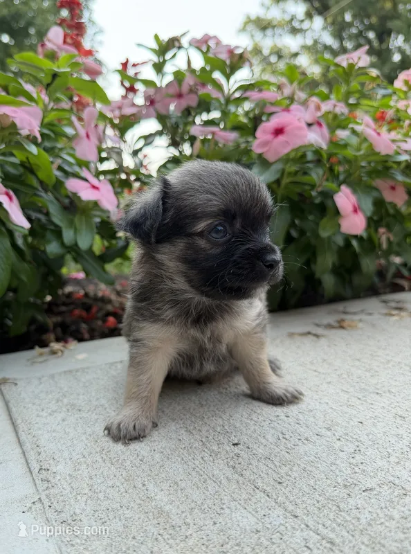 Lance – Chihuahua puppy for sale in Mount Vernon, IL
