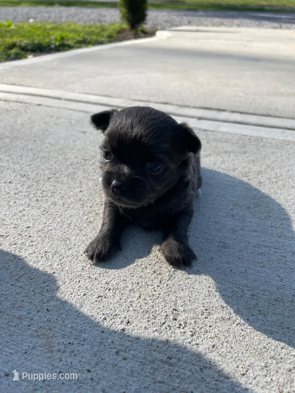 Sophie – Chihuahua puppy for sale in Mount Vernon, IL
