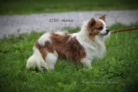 Sophie, a female Chihuahua for sale in Mount Vernon, IL – Photo 4 of 4