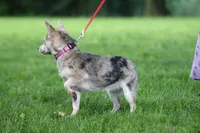 Sophie, a female Chihuahua for sale in Mount Vernon, IL – Photo 3 of 4