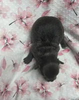 Sophie, a female Chihuahua for sale in Mount Vernon, IL – Photo 2 of 4