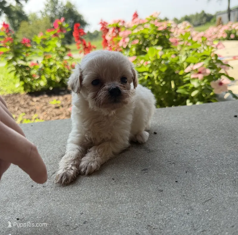 Kirby – Maltipoo puppy for sale in Mount Vernon, IL