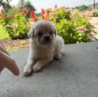 Kirby, a male Maltipoo for sale in Mount Vernon, IL – 4 of 7