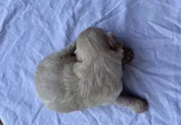 Kennie, a male Maltipoo for sale in Mount Vernon, IL – 2 of 2