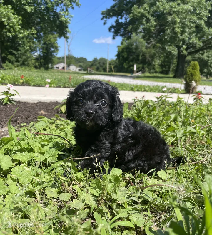 Willow – Cavapoo puppy for sale in Mount Vernon, IL